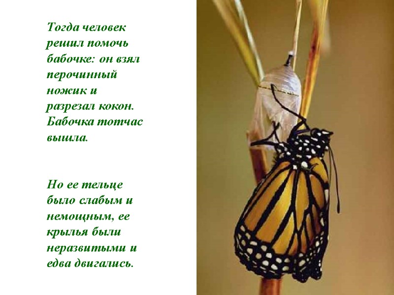Тогда человек решил помочь бабочке: он взял перочинный ножик и разрезал кокон. Бабочка тотчас